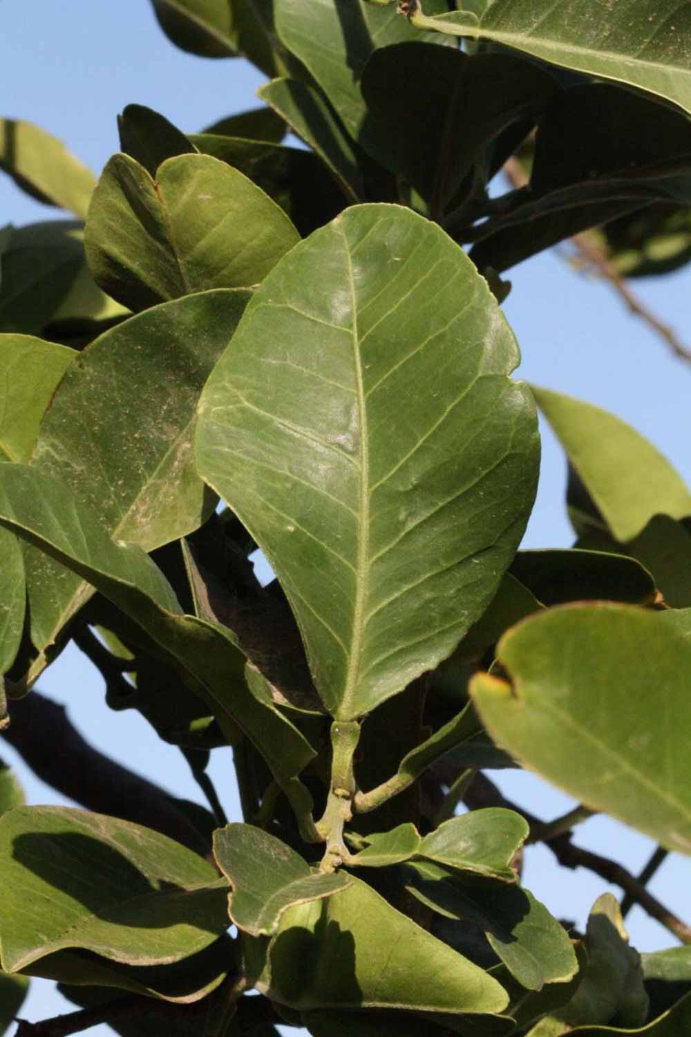              Unifoliolate leaf (Riverside, CA)       